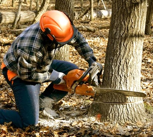Tree Removal in Convent, LA